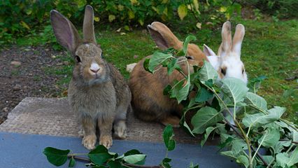 Tre kaniner, en grå, en brun och vit med bruna öro. Den grå kaninen tittar in i kameran de andra två sitter bakom en gren och mumsar på blad. Foto: Josefine Ahrling
