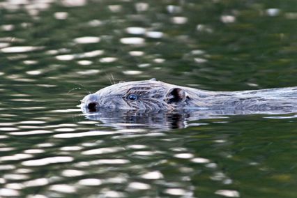 Vatten som glittrar, en bäver kommer simmande med bara nos och ögon över vattenytan. Foto: Lars Göran Abrahamsson/Scandinav