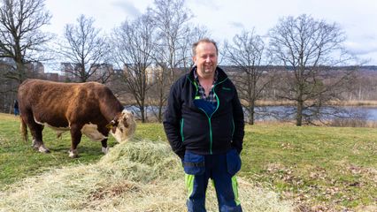 Anders är en av bönderna som samarbetar med Aspö gård. Här syns Anders med ett av sina nötkreatur.