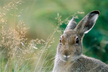 Strå av gräs och en hare som tittar mot dig. Foto: Johan Hammar/Scandinav bildbyrå