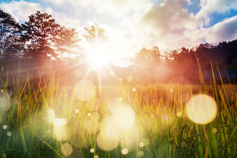 Grass meadow on a sunny day at sunrise